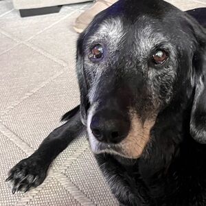 Meet your Posher, Shelly